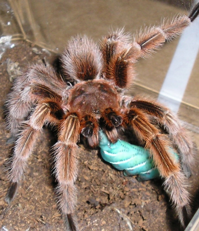 Rose male