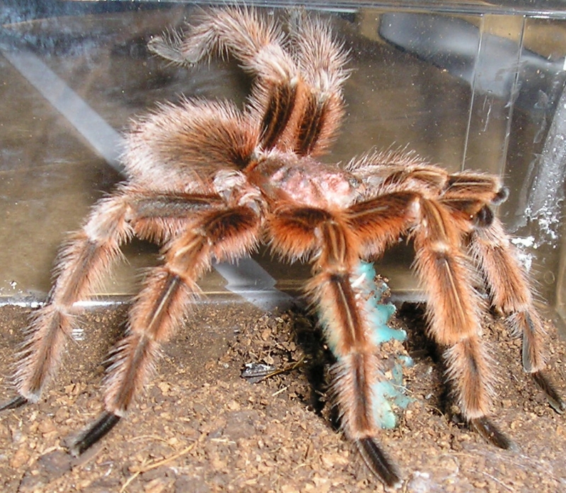 Rose male