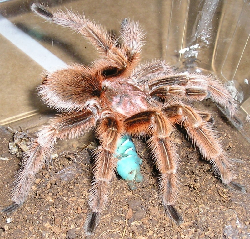 Rose male