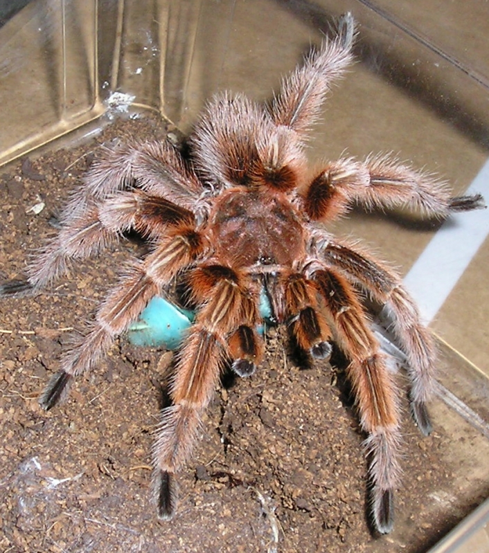Rose male