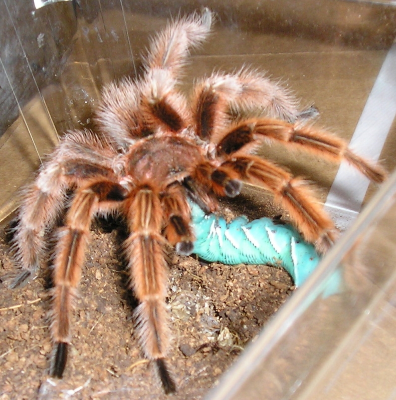Rose male