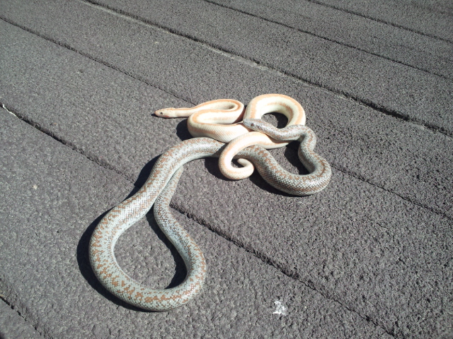 Rosy Boas