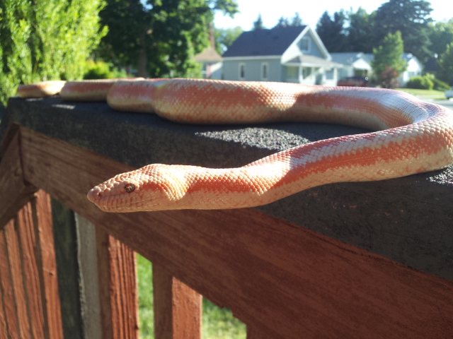 Rosy Boas
