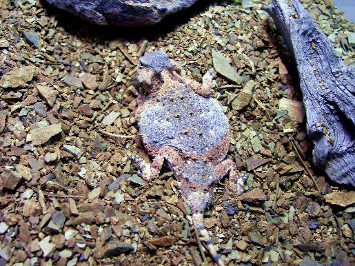 Round Tail Horned Lizards