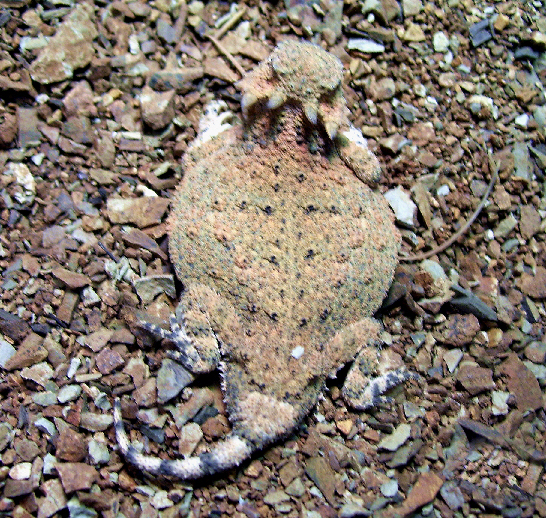 Round Tail Horned Lizards