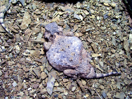 Round Tail Horned Lizards