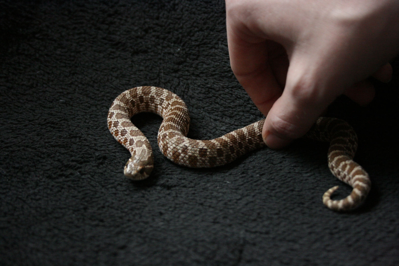 Roxanne 0.1 het albino western