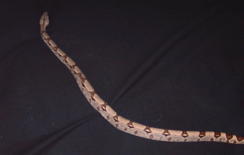 Roxy All Spread Out