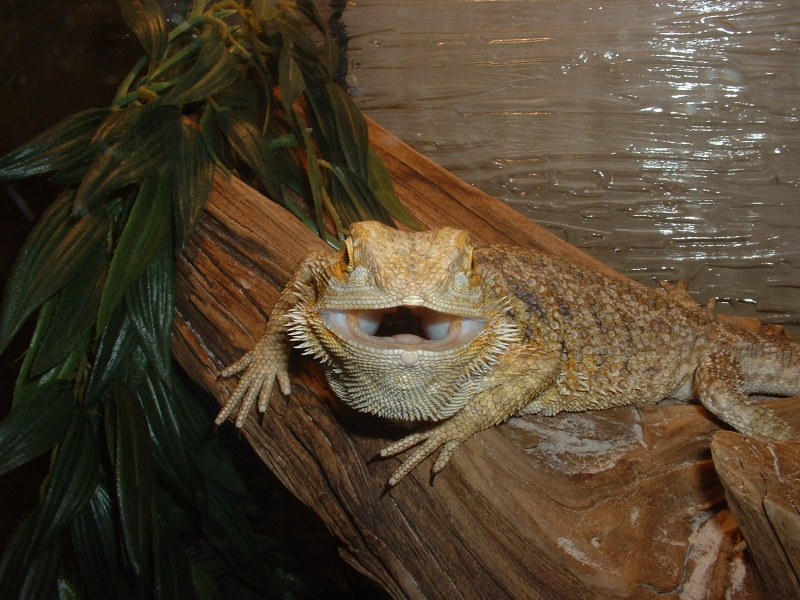 Rupert in a bad mood.