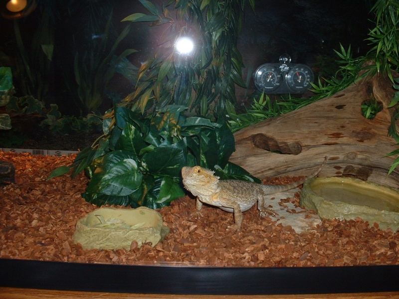 Rupert the Beardie in his new 110 Gallon home.