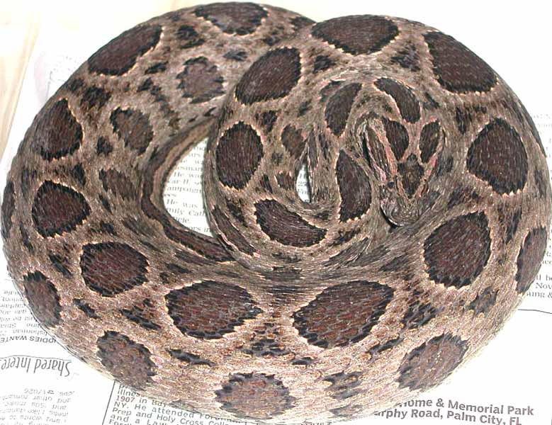 Russell's Viper