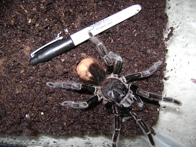 S. rubronitens Adult Female