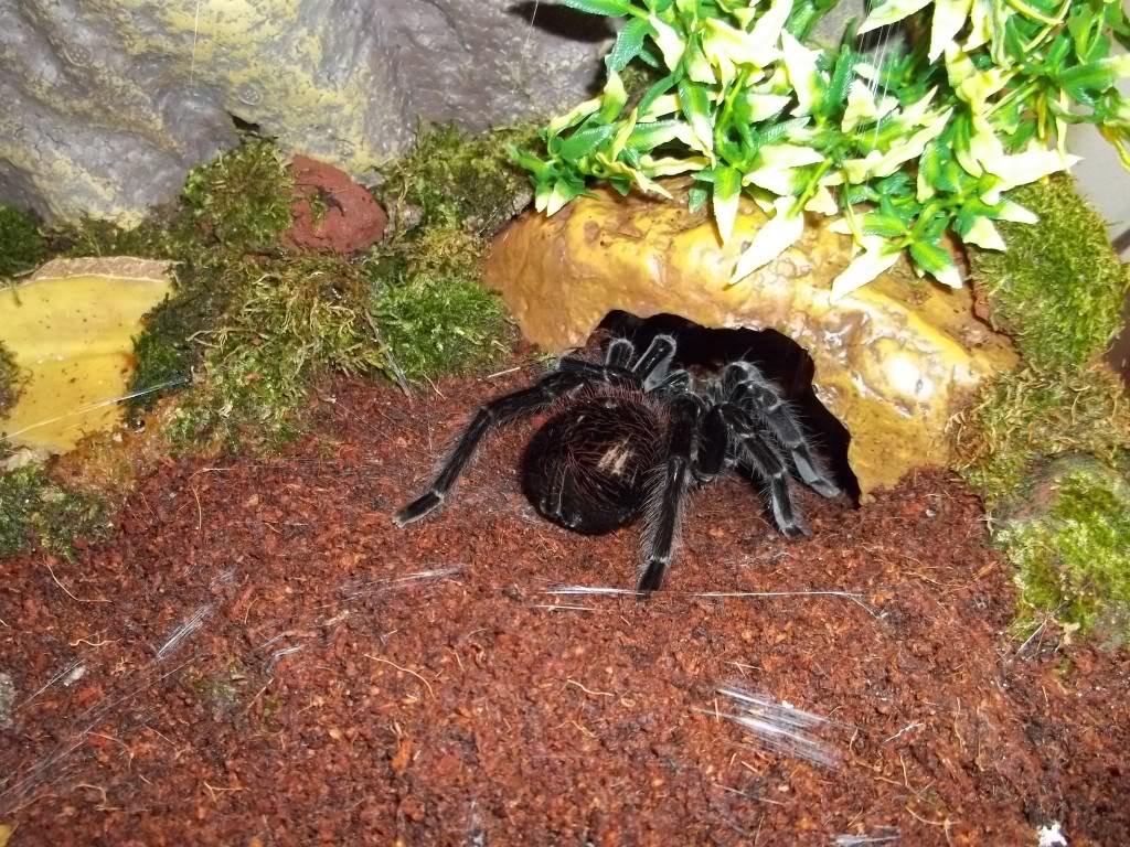 S. rubronitens Female