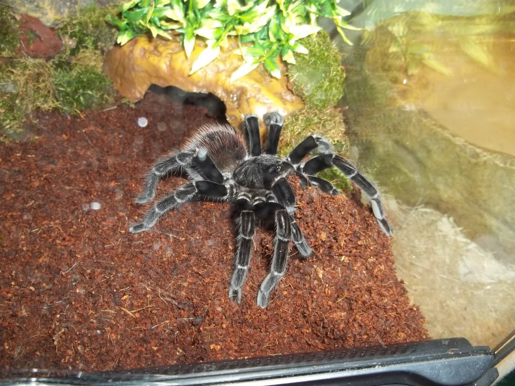 S. rubronitens Female