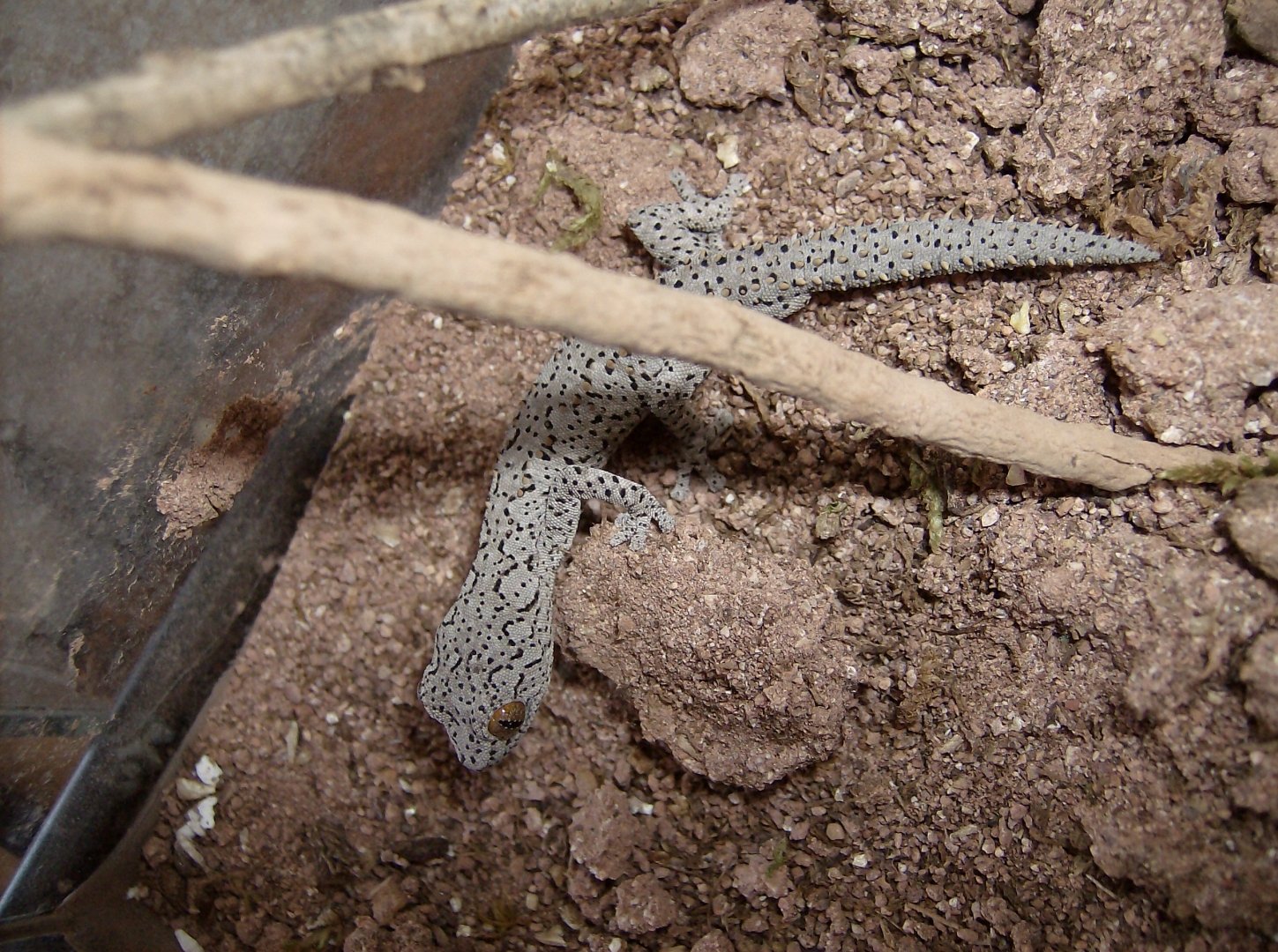 S. Williamsi
