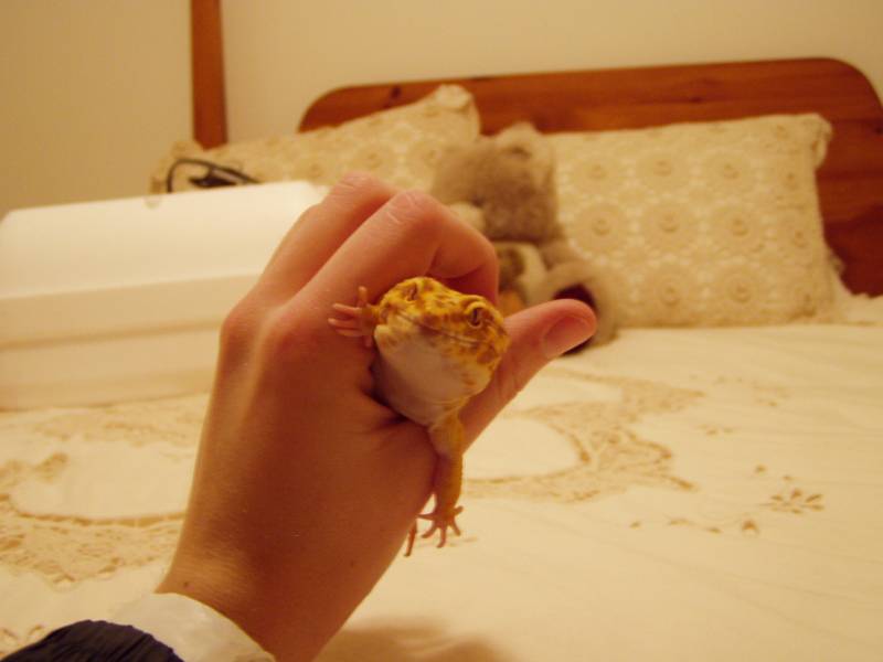 s_geckos_001