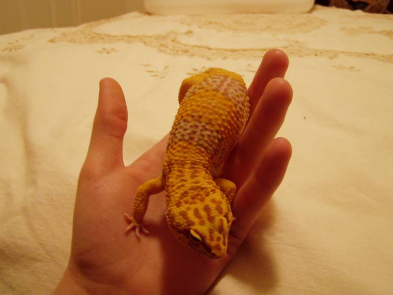 s_geckos_002