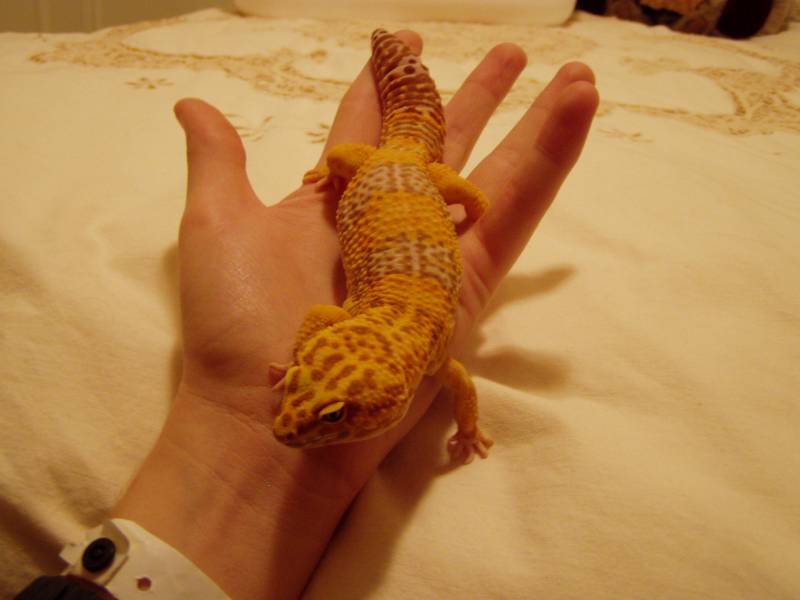 s_geckos_003