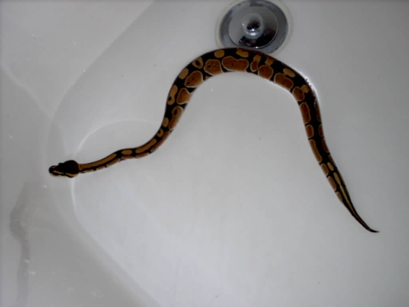 sahara getting her 2nd bath
