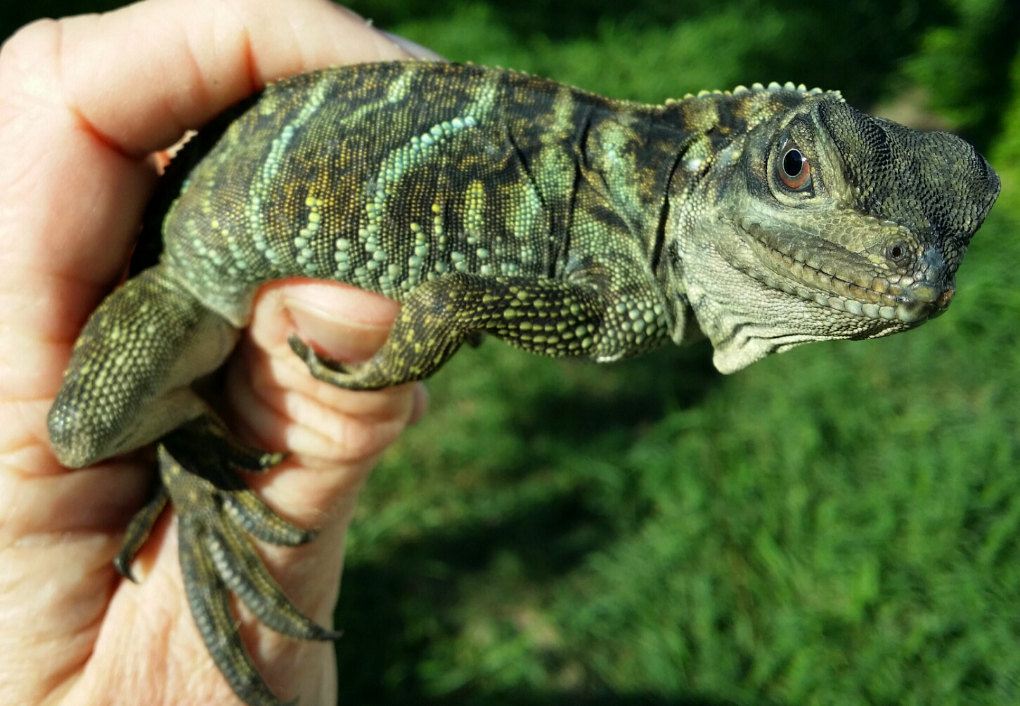 sailfin