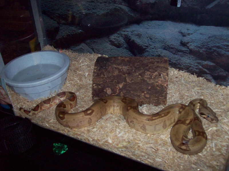 Salmon Hypo fem