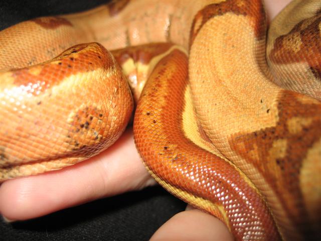 Salmon Hypo tail