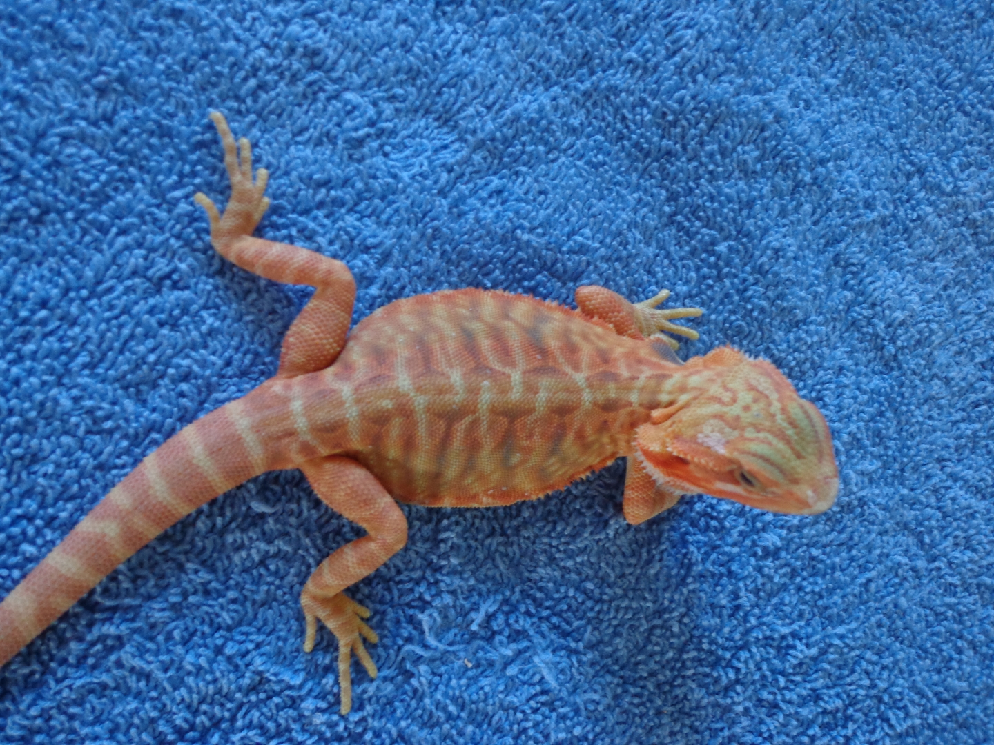 Salmon Hypo Trans Microscale