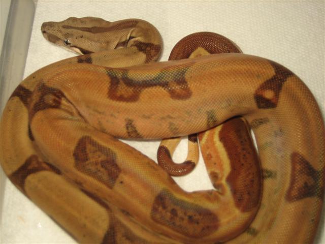 Salmon Hypo