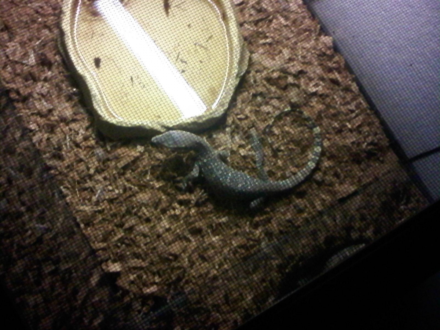 Salvator water monitor