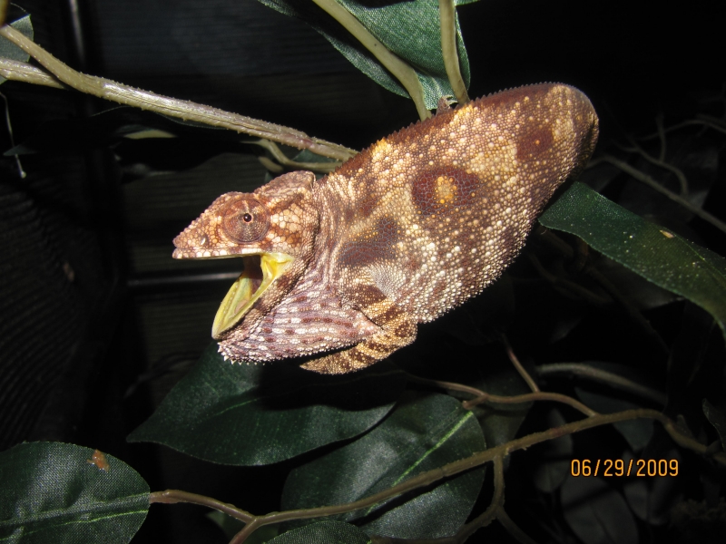 Sambava Panther Chameleon