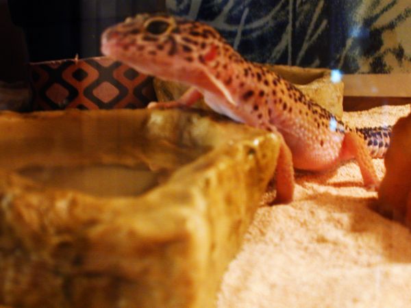 samedesert