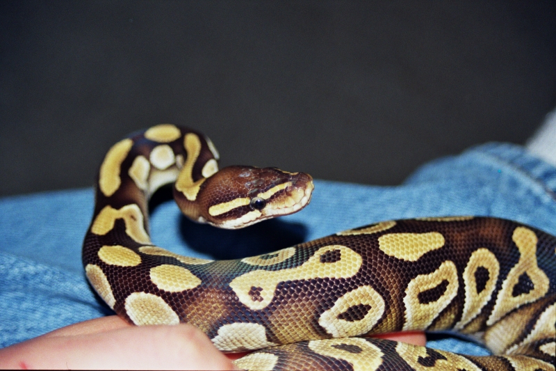 Samson - 08 Mojave