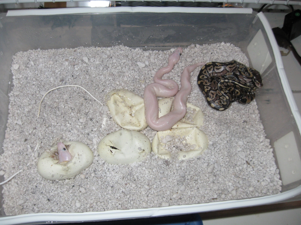 Samson and Delilahs babies