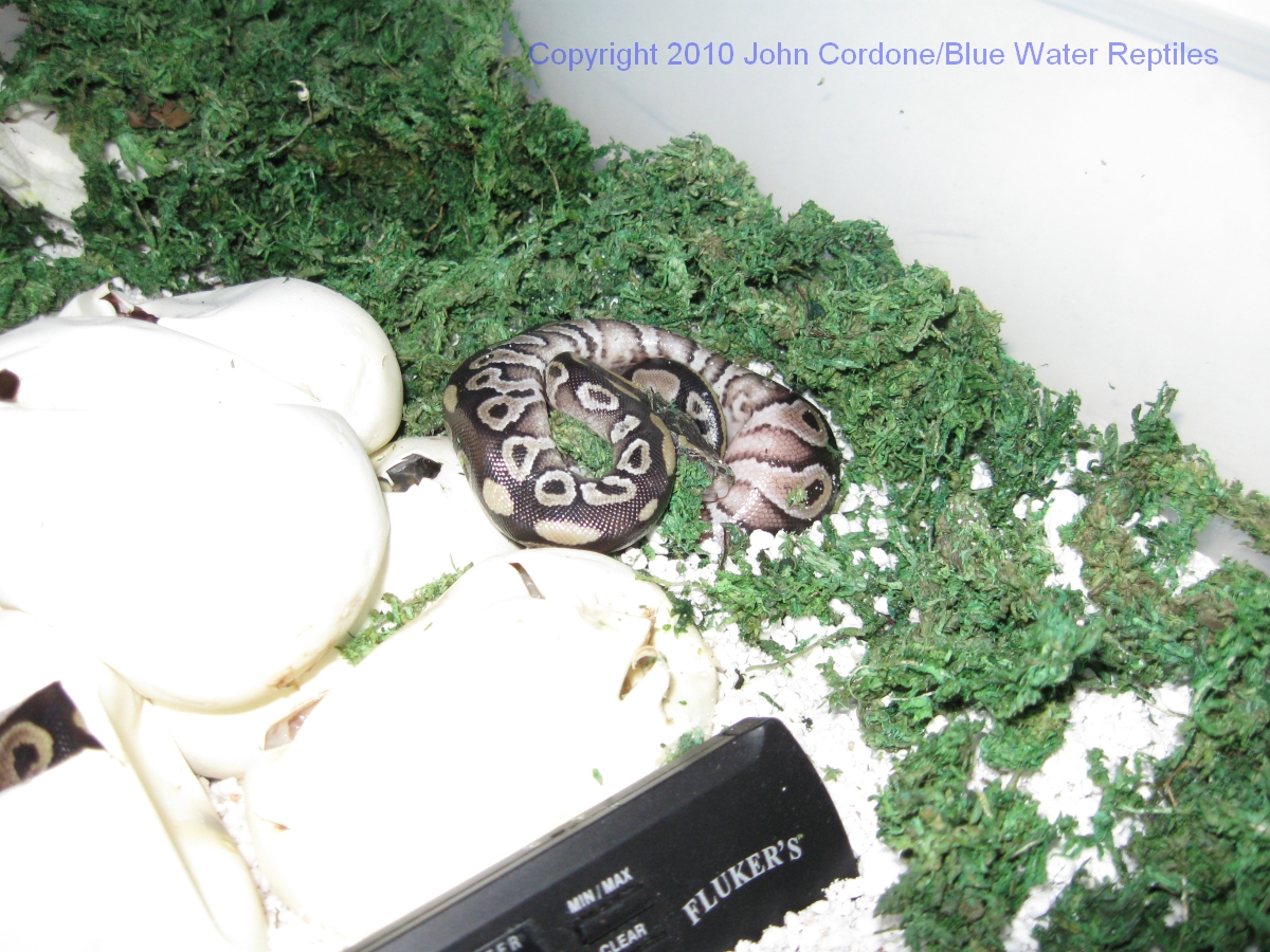 Samson and Juliet's Babies for 2010