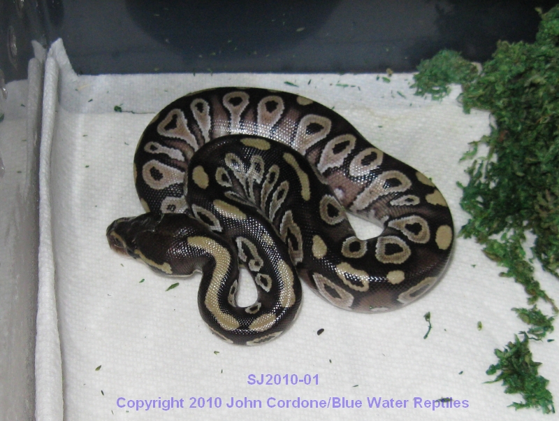 Samson/Juliet's Babies 2010