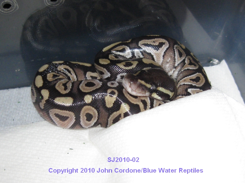 Samson/Juliet's Babies 2010