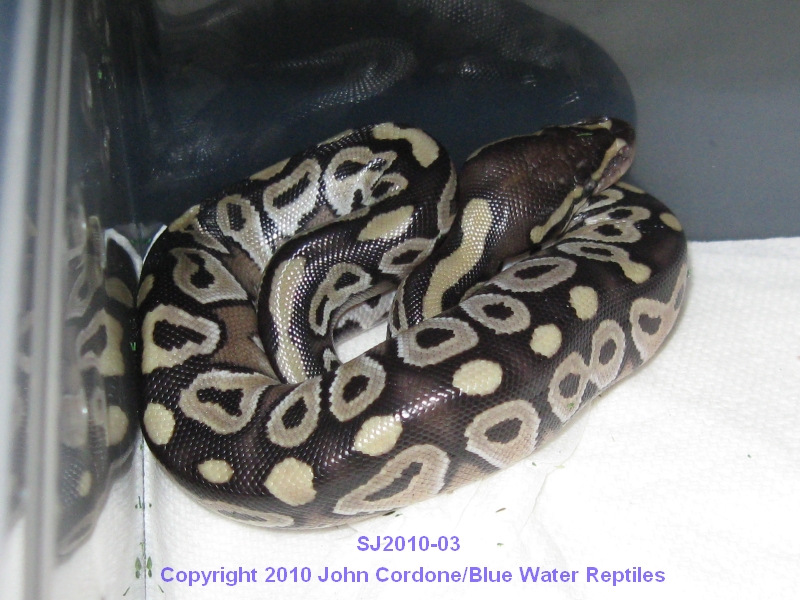 Samson/Juliet's Babies 2010
