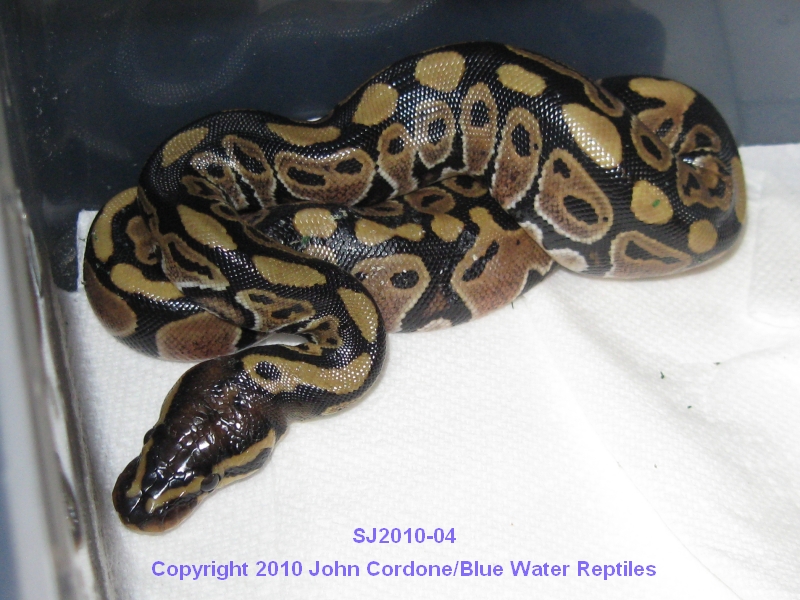 Samson/Juliet's Babies 2010