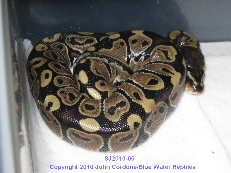 Samson/Juliet's Babies 2010