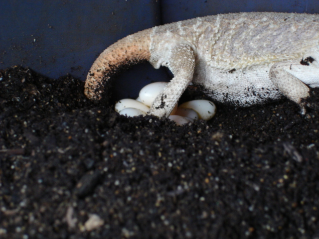 Sandy Lays Her Eggs (20)