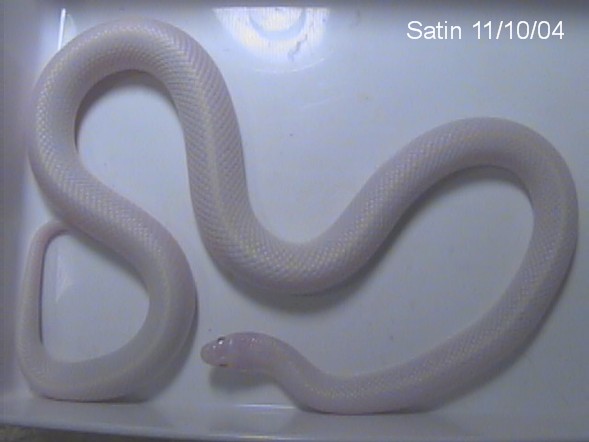 Satin11-10-04