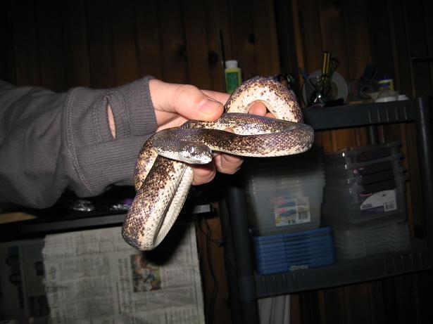 Savu Python