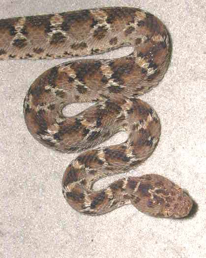 Saw scale Viper