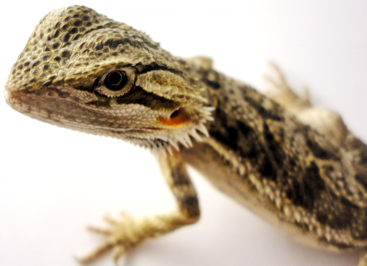 Scarlet the Beardie