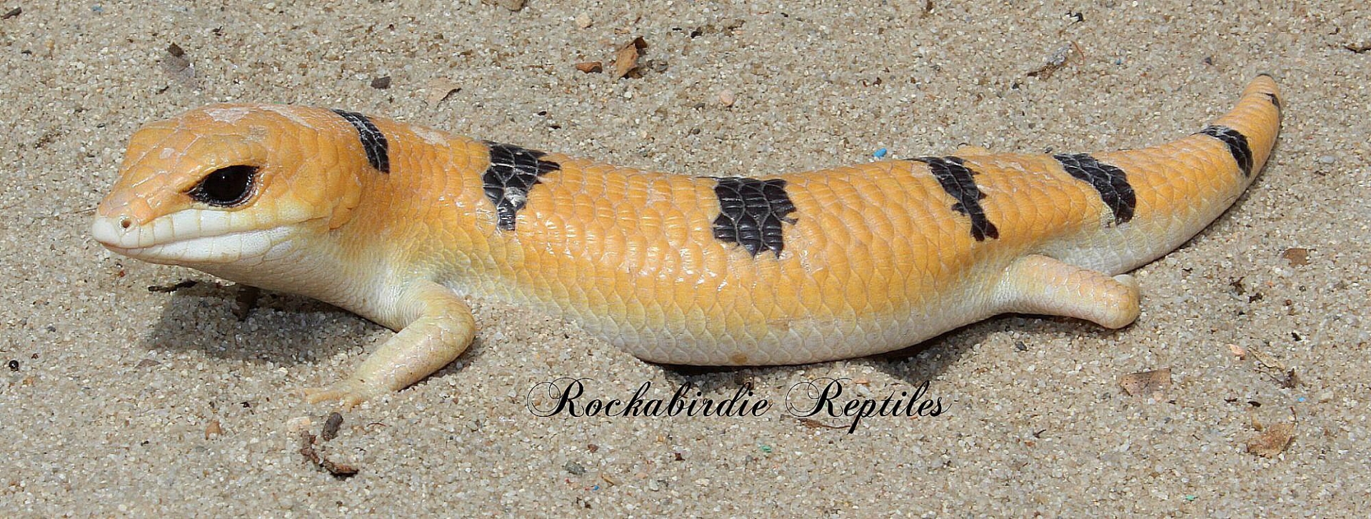 Scincopus fasciatus Peters Banded Skink