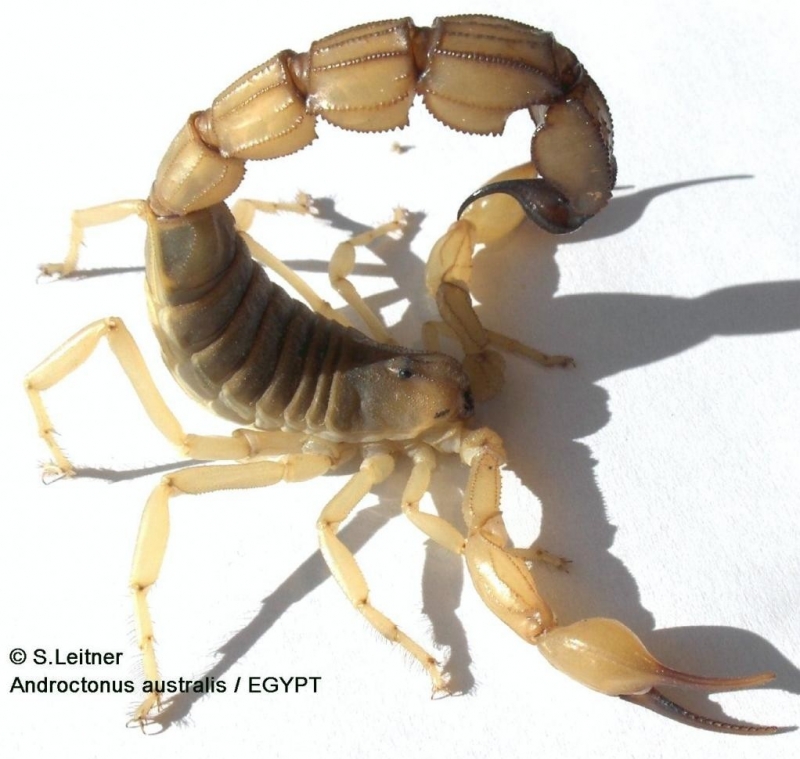 Scorpion-Androctonus australis