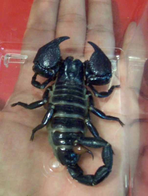 scorpion