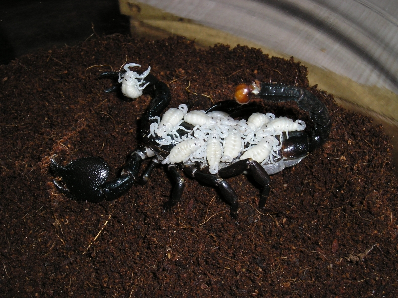 Scorps