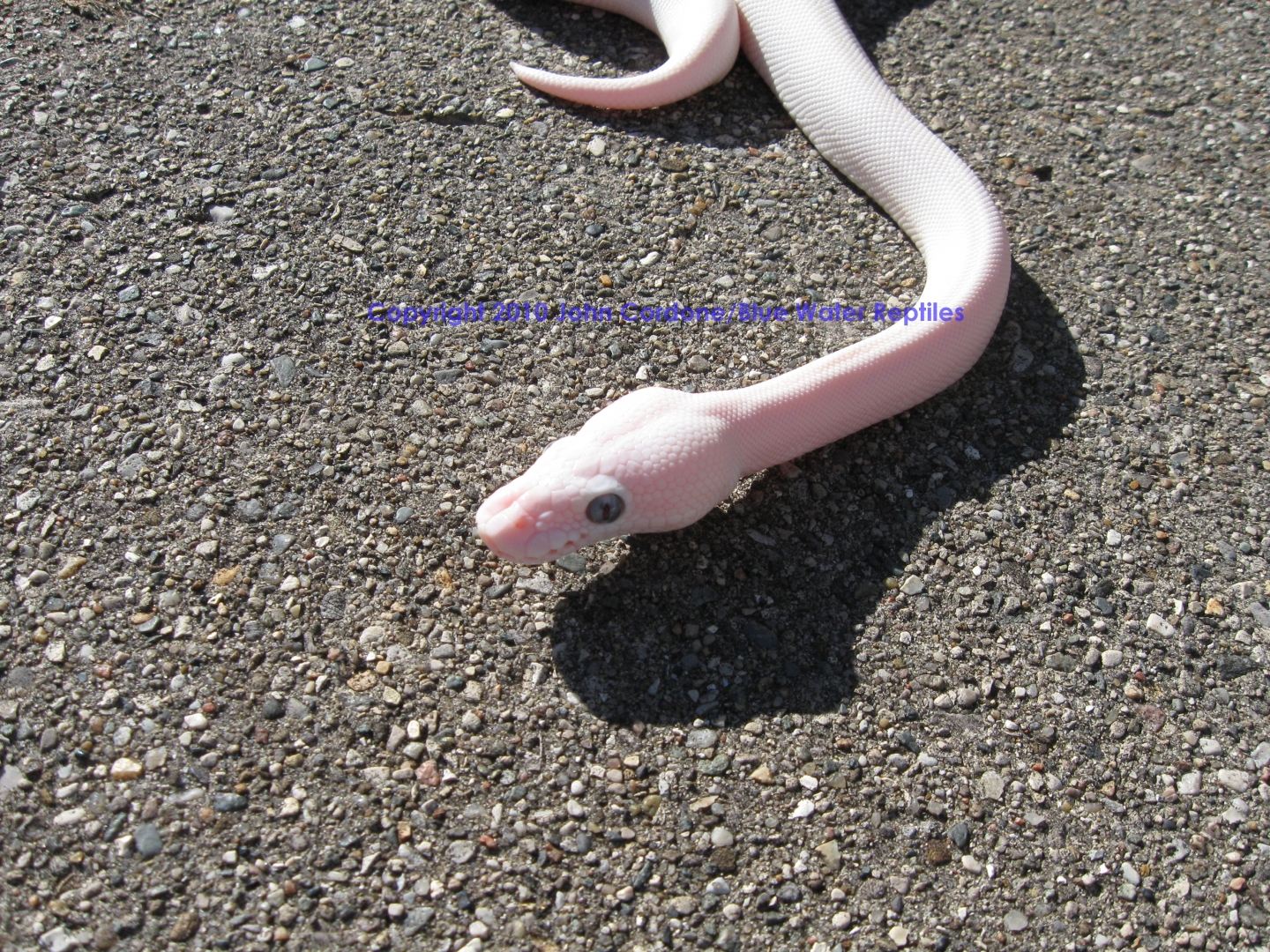 SD2010-1 Male BEL Mojave x Lesser
