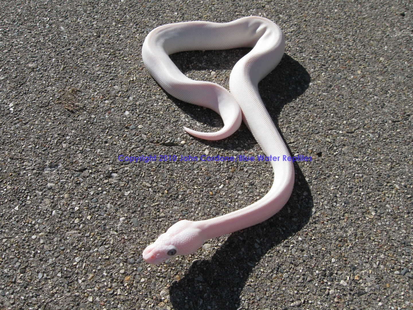 SD2010-1 Male BEL Mojave x Lesser